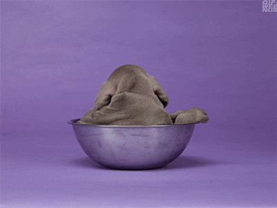 Deal With It Dog Bowl GIF