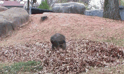 Deal With It Gorilla Roll Leaves GIF