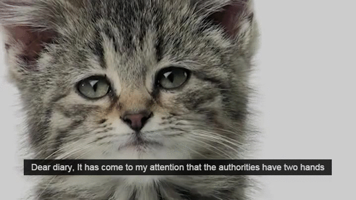 Dear Diary Sad Cat Attention Entry GIF