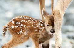 Deer 244 X 160 Gif GIF