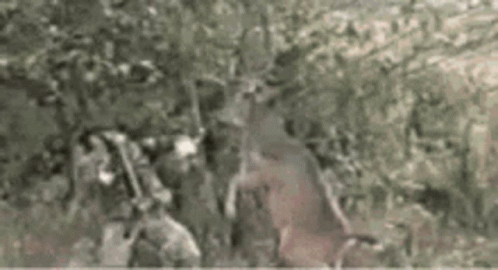 Deer Attacking Hunter GIF