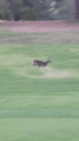 Deer Chasing Dog In Golf Course GIF