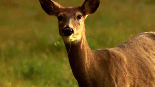 Deer Chewing Grass GIF