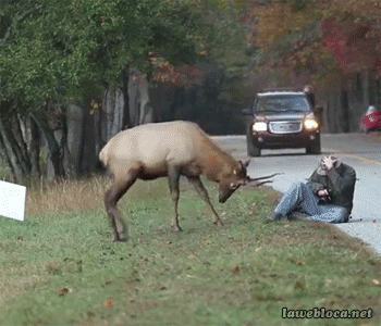 Deer Come At Me Bro GIF