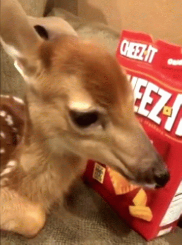 Deer Eating Cheez-It Chips GIF