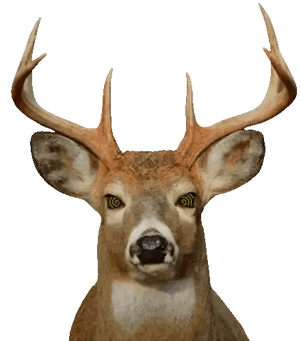 Deer Face with Hypnotic Eyes