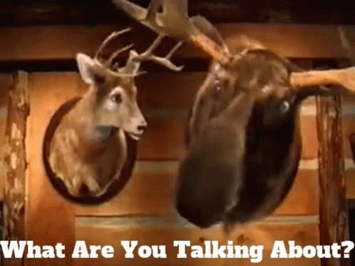 Deer Heads Hanging With What Are You Talking About