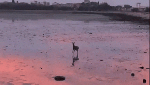 Deer Hopping On Water GIF