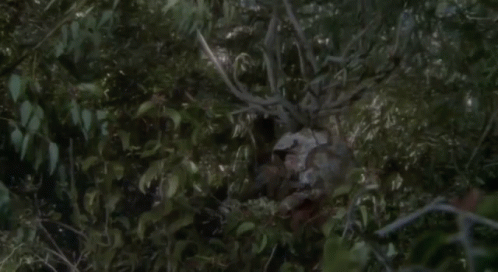 Deer Hunting Season Starts Today at Noon