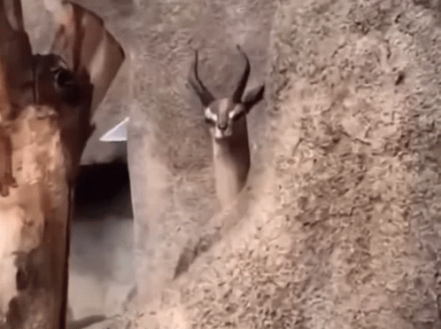 Deer Is Lurking GIF