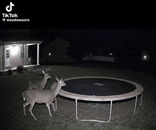Deer Jumping on Trampoline