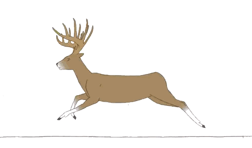 Deer Jumping with Number 17