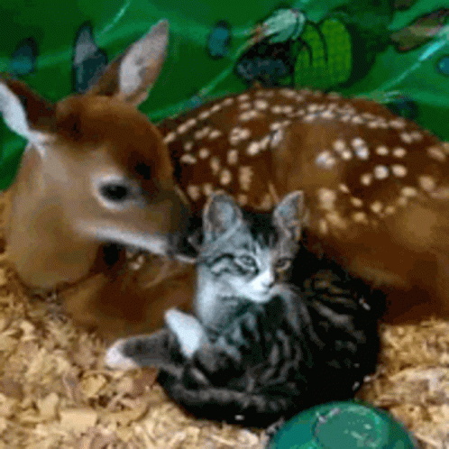 Deer Licking Cat GIF