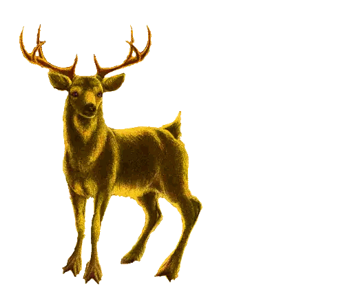 Deer Painting