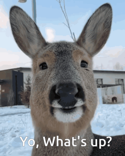 Deer Saying Yo What's Up