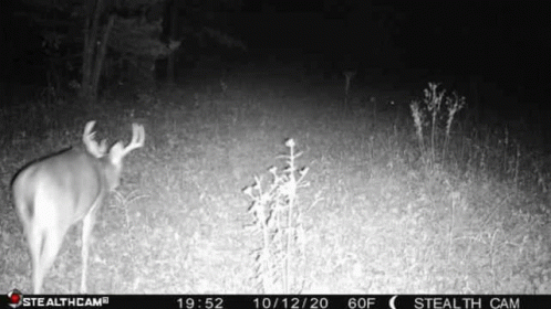 Deer Standing in Field at Night Black and White