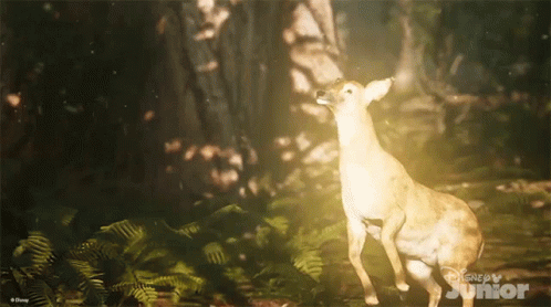 Deer Standing in Forest
