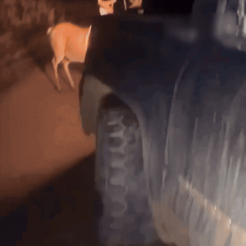 Deer Standing in Front of Car