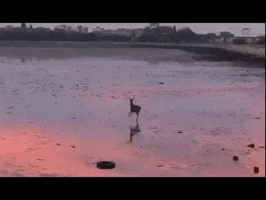 Deer Standing In Water At Sunset GIF