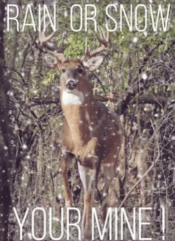 Deer Standing in Woods Rain or Snow Your Mine