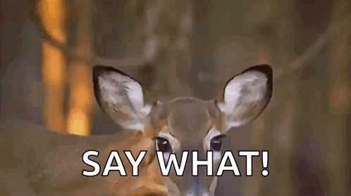 Deer Standing in Woods Say What