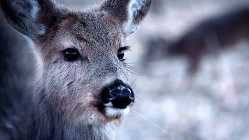Deer Tongue Out GIF