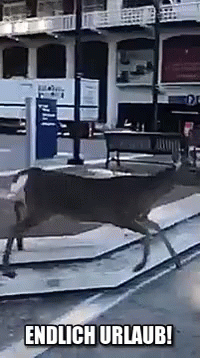 Deer Walking Down Street Endlich Urlaub GIF