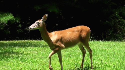 Deer Walking Slowly GIF
