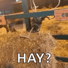 Deer With Antlers Eating Hay Bale