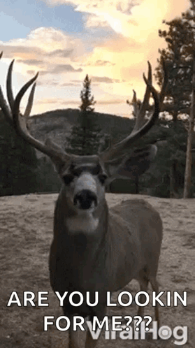 Deer with Antlers Looking at Camera