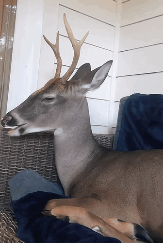 Deer with Antlers Lying on Wicker Couch