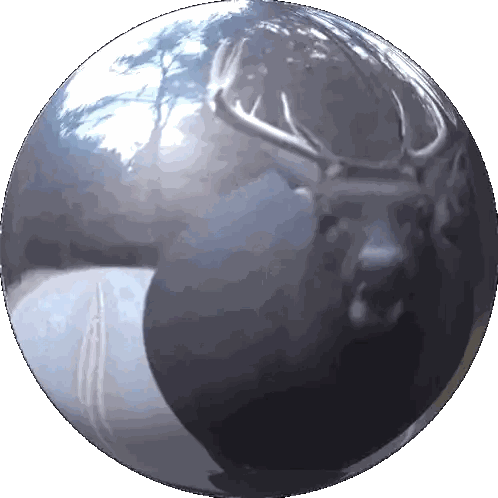 Deer with Antlers Reflected in Sphere