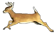 Deer with Antlers Running