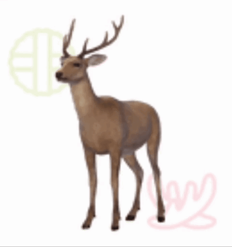 Deer with Antlers Standing