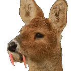Deer With Red Teeth
