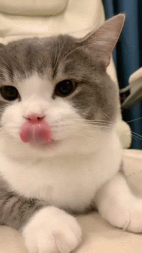 Cat Tongue Licking Delicious GIF
