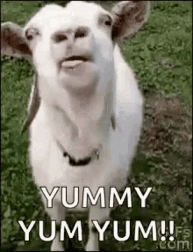 Delicious Yummy Yum Yum Goat GIF