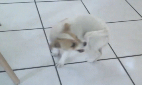 Delightful Puppy Dog Chasing Tail GIF