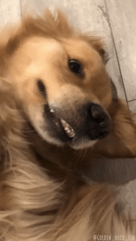 Derp Face Cute Golden Retriever GIF