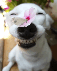 Derp Face Dog With Butterfly GIF