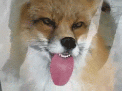 Derp Face Fox Licking Glass GIF