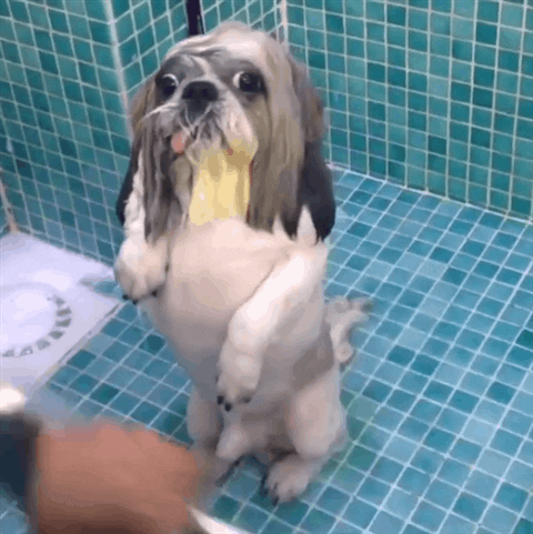 Derp Face Funny Dog Shower GIF