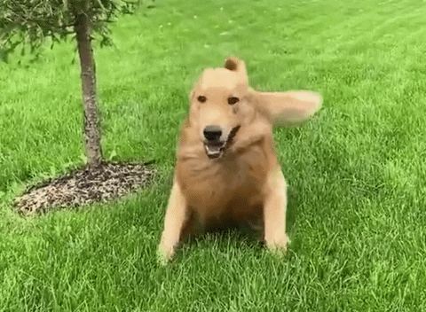Derp Face Golden Retriever Dog Playing GIF