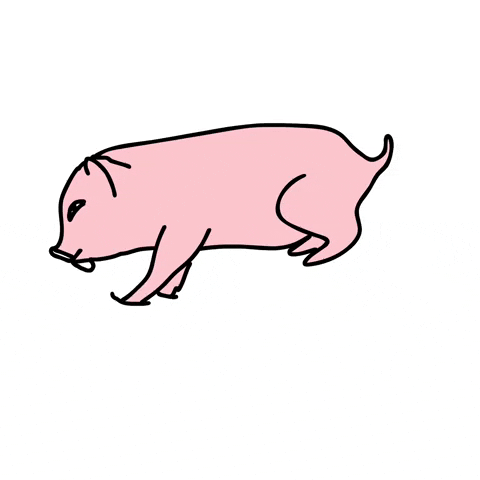 Derp Funny Pigs Jump Fall GIF