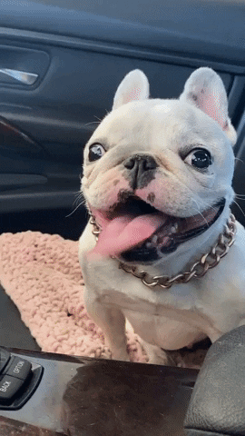 Derp Tongue Out French Bulldog GIF