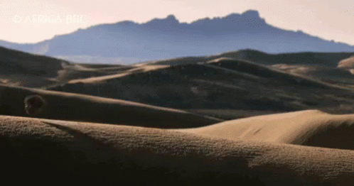Just Balling Around The Desert GIF
