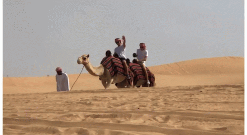 Driving Camel In The Desert GIF