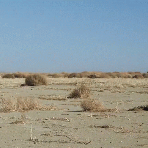 Desert Landscape With Blue Sky and Plants