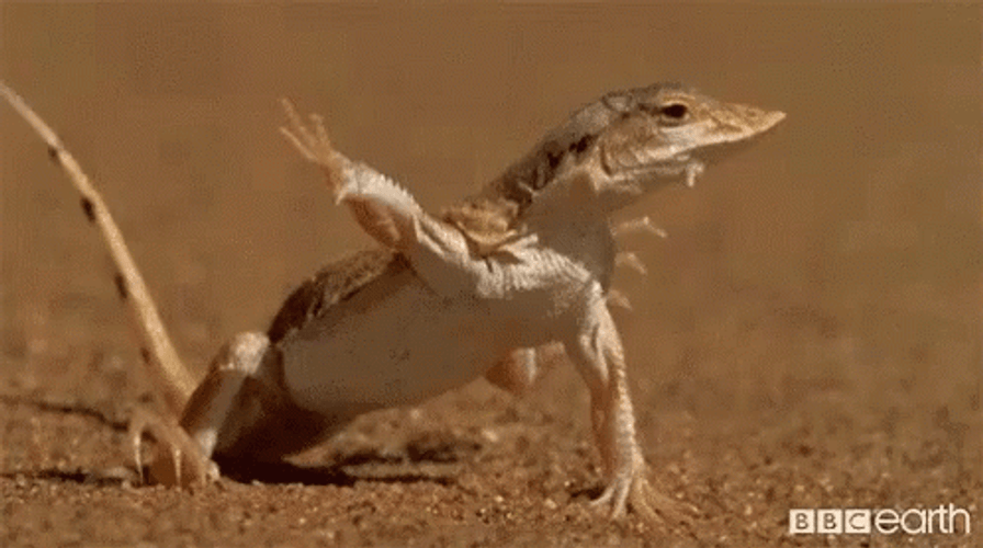 Desert Monitor Lizard Alternating Steps GIF