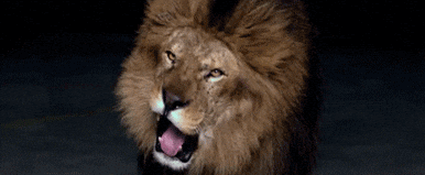 Desperate Lions Roaring GIF